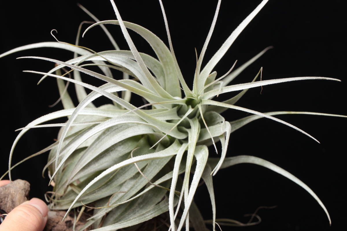 Yahoo!オークション - Tillandsia chapeuensis var. turriformis Yahoo!オークション - Tillandsia chapeuensis var. turriformis