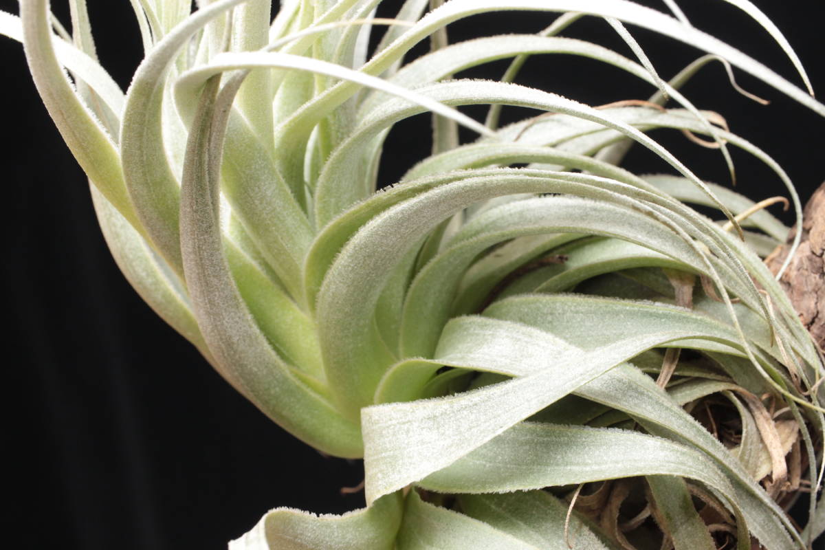 Yahoo!オークション - Tillandsia chapeuensis var. turriformis Yahoo!オークション - Tillandsia chapeuensis var. turriformis