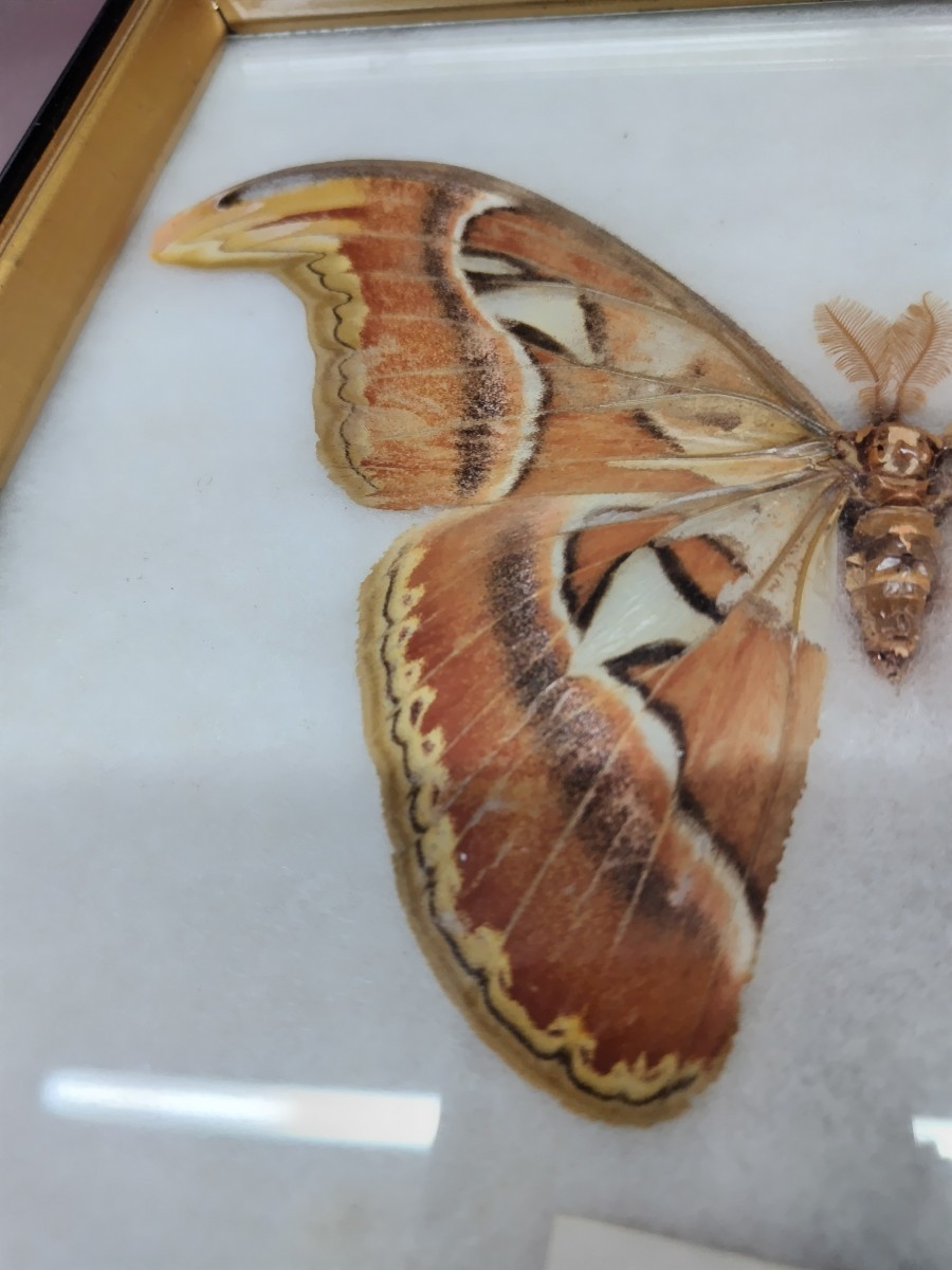 K:ヨナグニサン 与那国蛾 蛾の標本 世界最大級 昆虫標本 額装 YONAGUNI MOTH_画像5