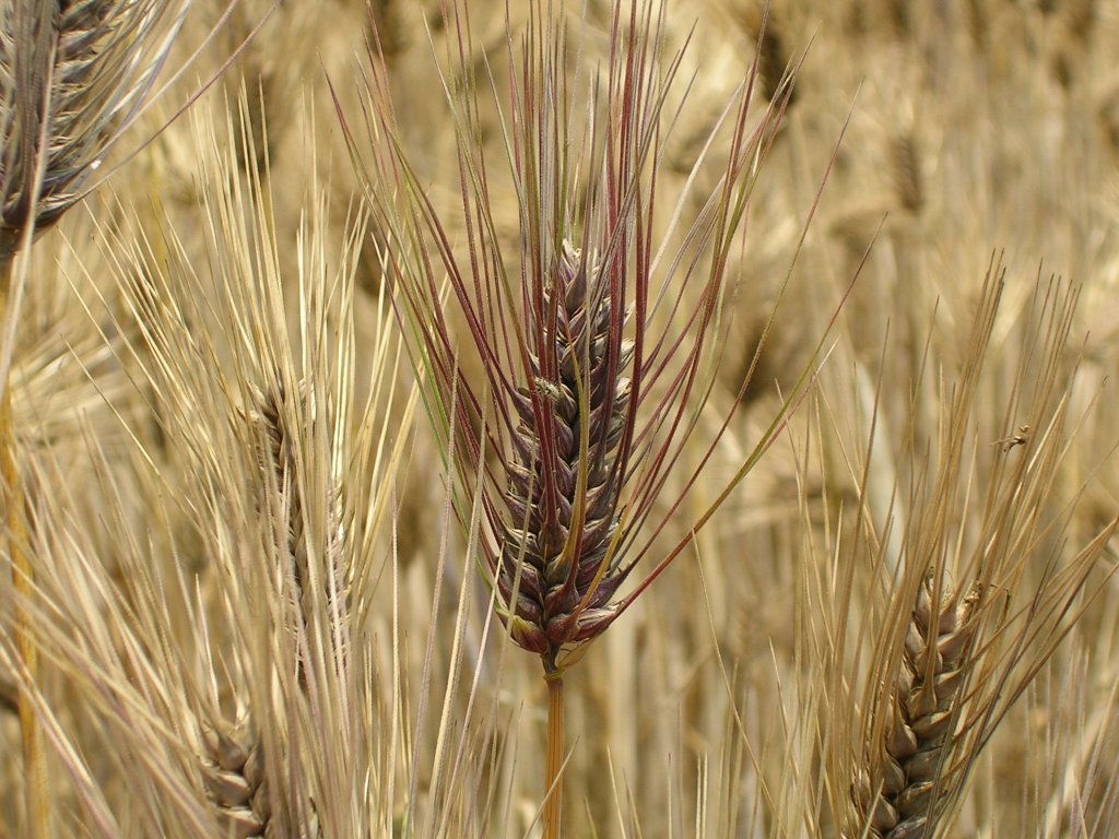 紫もち麦 4㎏ 炭素循環農法・安心の無農薬／無肥料栽培 送料無料の画像7