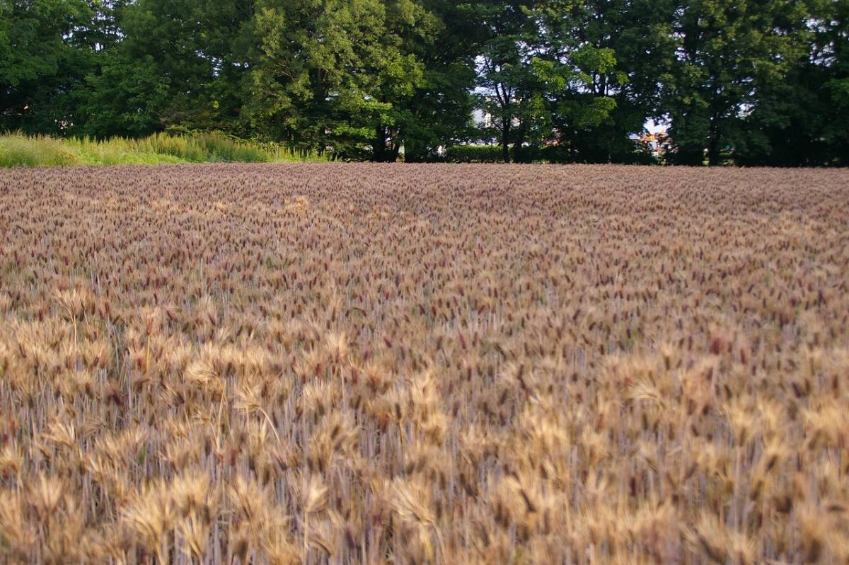 紫もち麦 4㎏ 炭素循環農法・安心の無農薬／無肥料栽培 送料無料の画像1