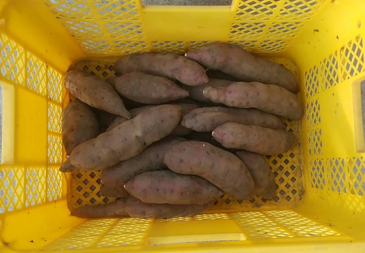 茨城産 紅あずま 焼き芋サイズ （M,L) 5kg 無農薬栽培　送料込み_焼き芋サイズ、泥付きです。