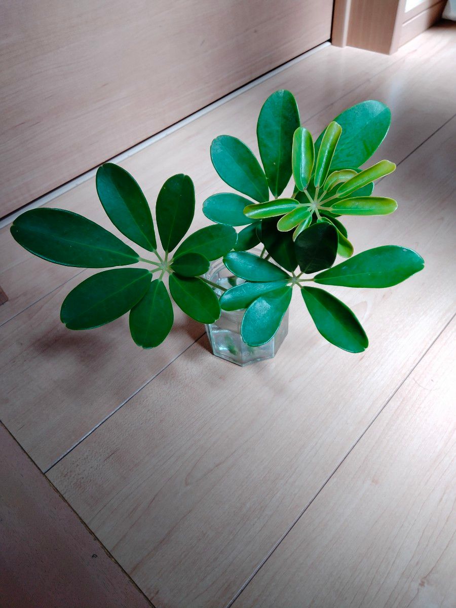 カポック　観葉植物　切苗