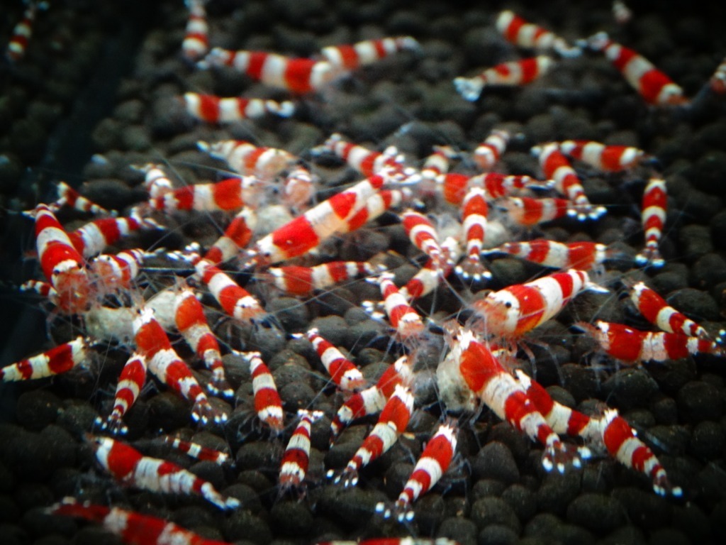 * Red Bee Shrimp 20 pcs 