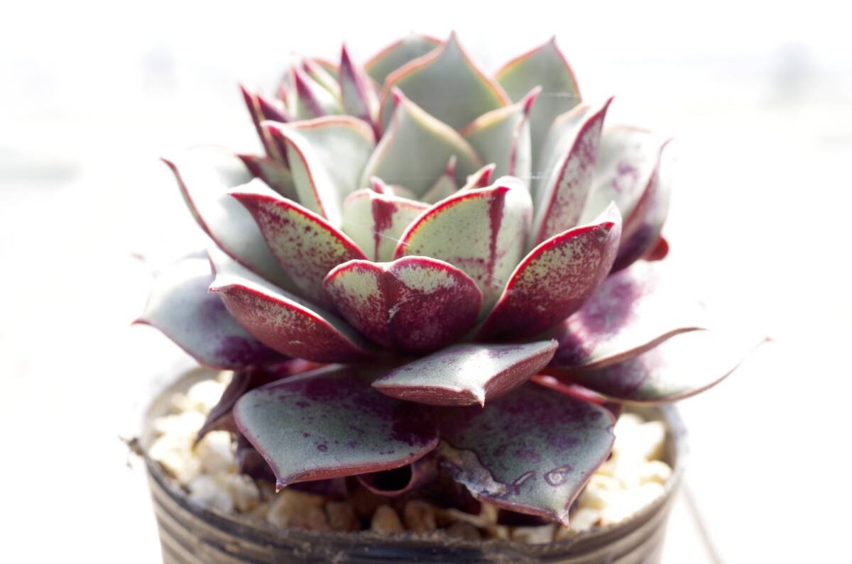 【レア種】エケベリア ロンギシマ ベルバラ Echeveria longissima 'Ver Bara' 自家繁殖苗 花芽つき_画像2