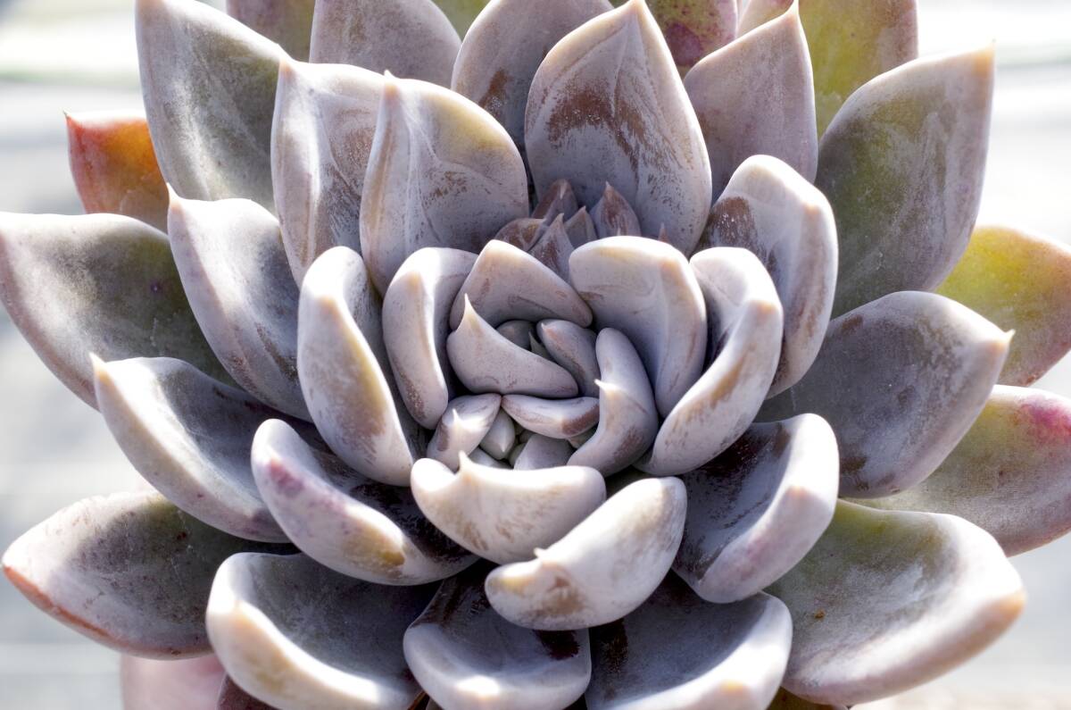 【人気種】エケベリア クライギアナhyb 'シルバークイーン' Echeveria craigiana x E. spec. ’Silver Queen’ 多肉植物 自家繁殖苗_画像2