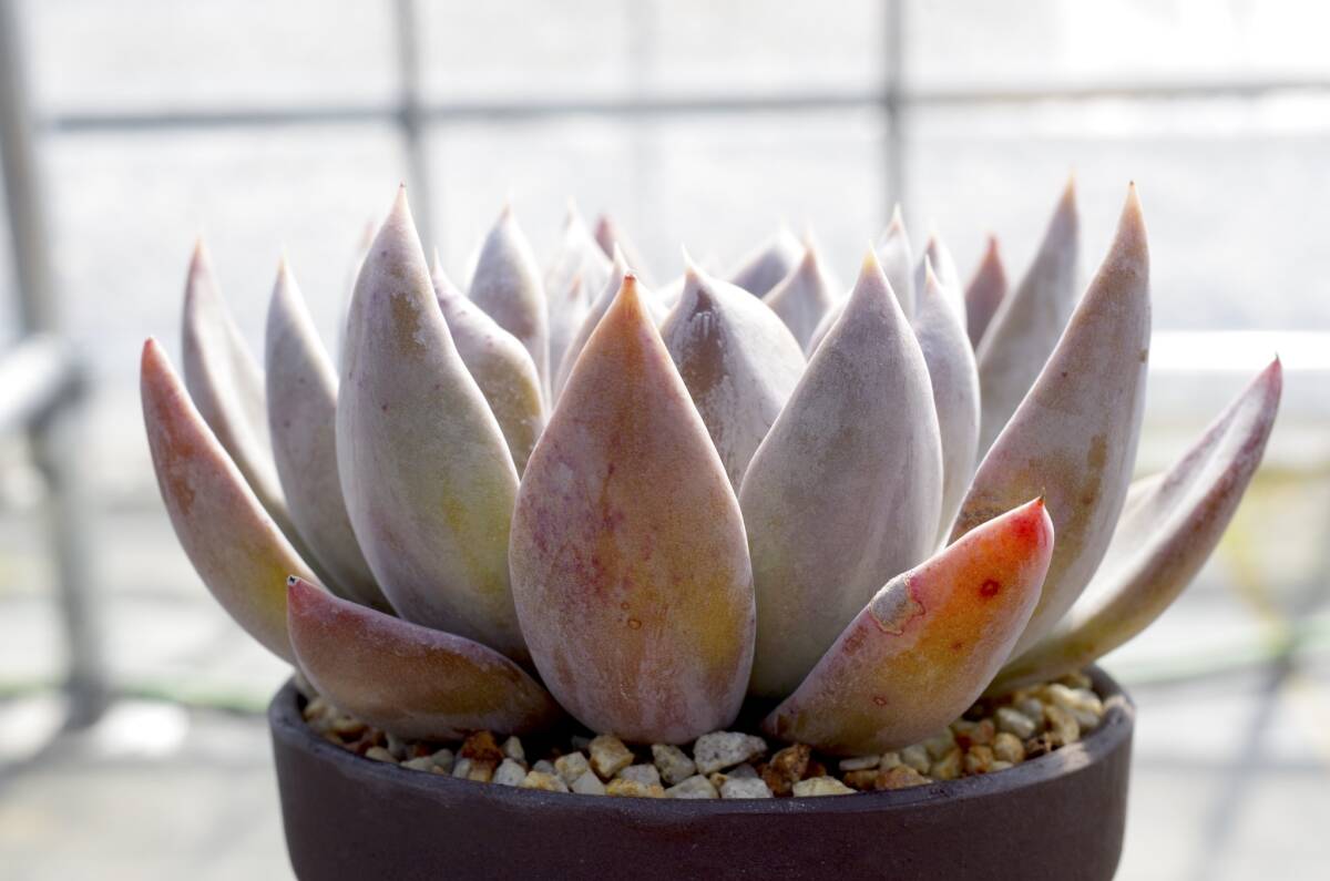 【人気種】エケベリア クライギアナhyb 'シルバークイーン' Echeveria craigiana x E. spec. ’Silver Queen’ 多肉植物 自家繁殖苗_画像5