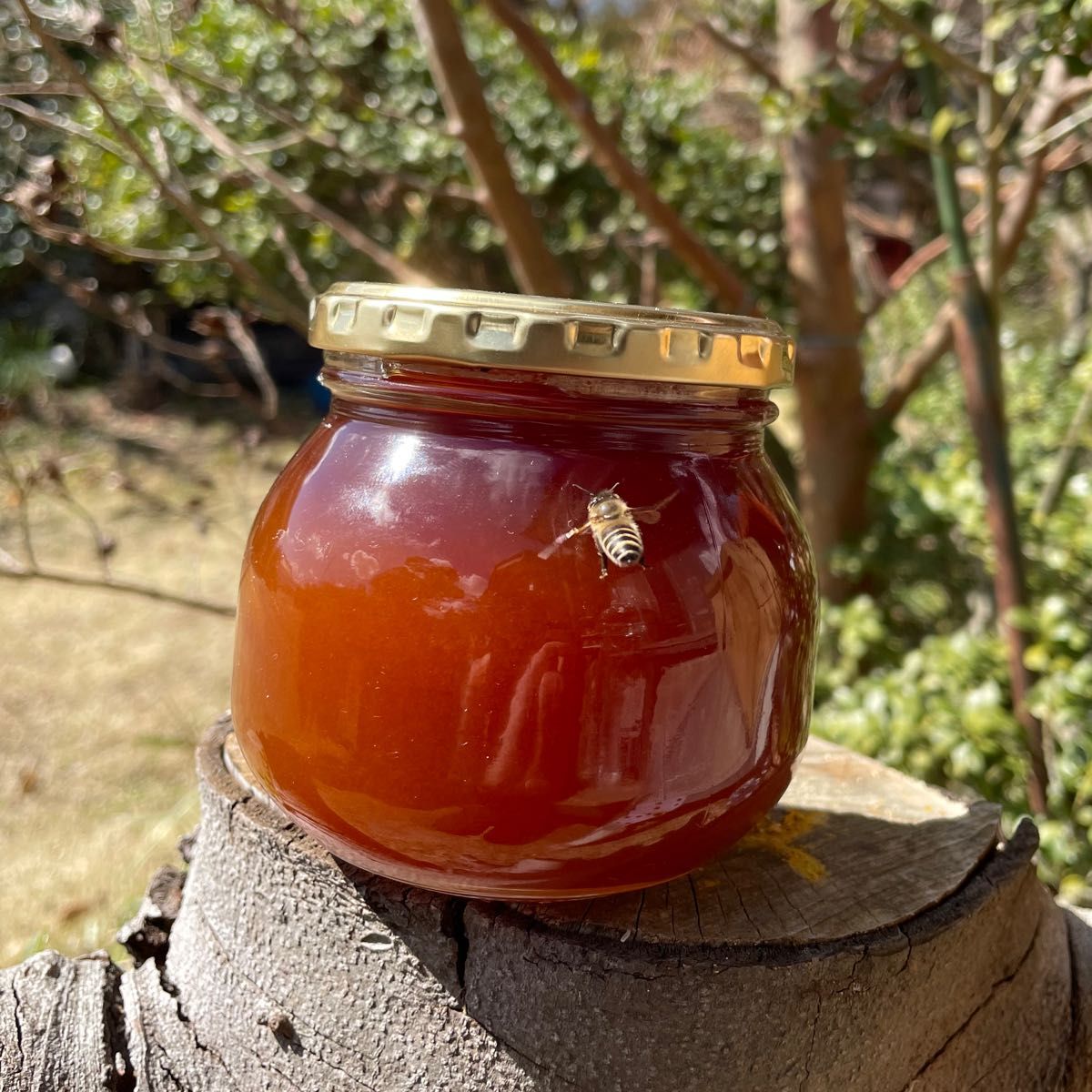 筑波山の裾野　日本みつばちの蜂蜜　「幻の百花蜜」380g 1本　熟成濃厚蜜　垂れ蜜濾過式採取