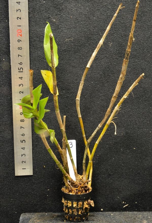 Epidendrum capricornu 3 原種洋蘭 野生ラン パルダリウム 第四種郵便速達可_画像2