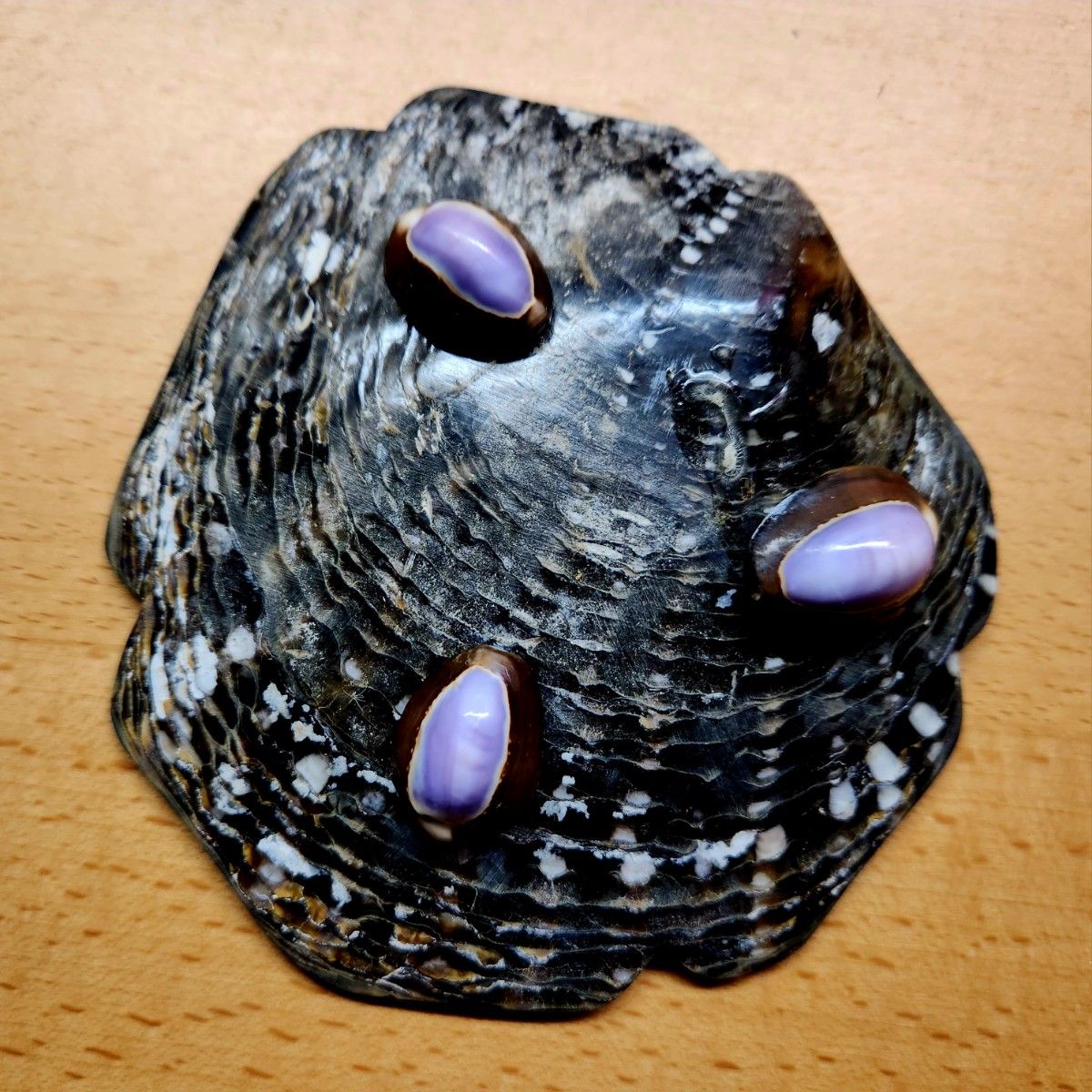 貝殻 ハイビスカス柄 皿 器 星の砂