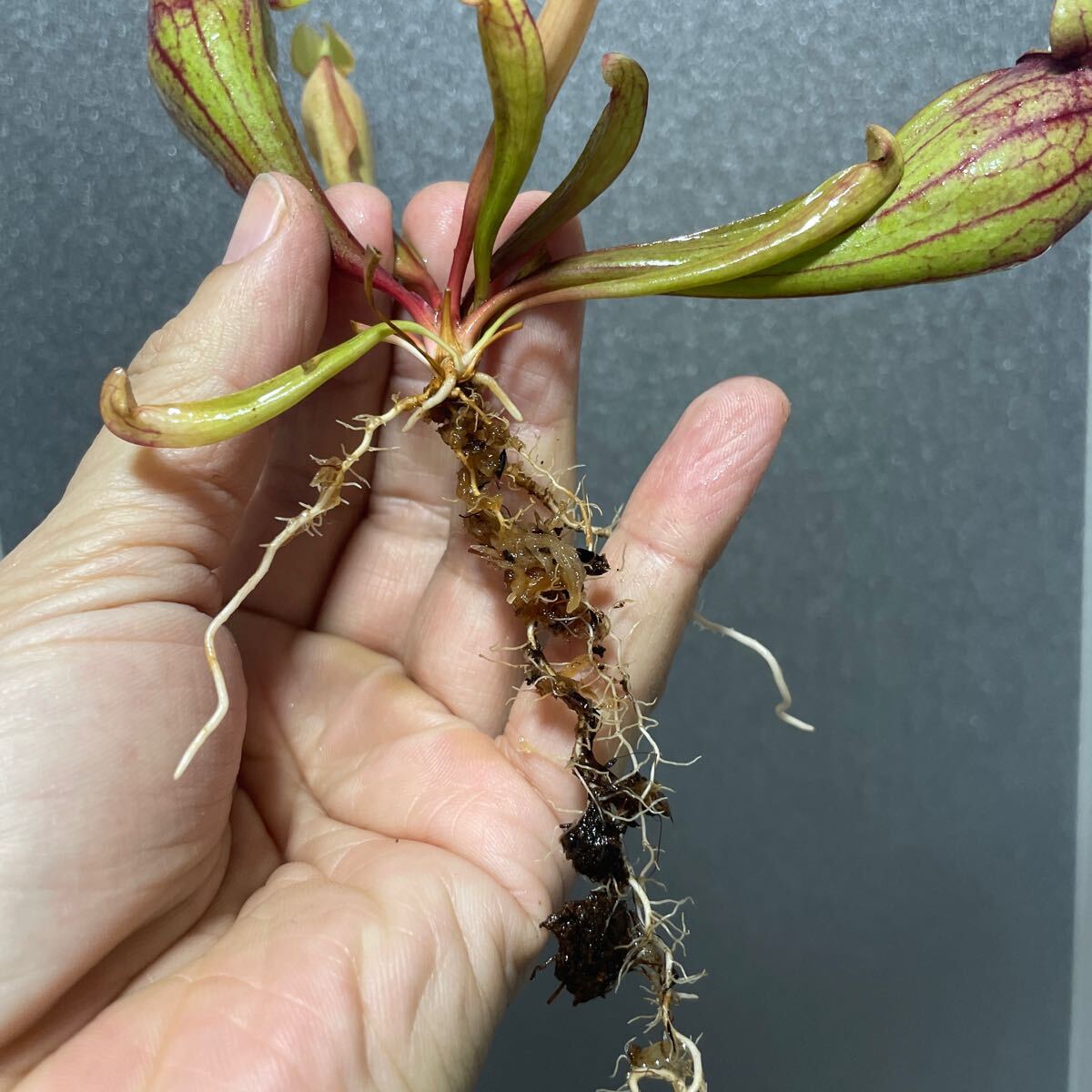 Sarracenia purpurea Dracula サラセニア プルプレア ドラキュラ 杉山神籠園 食虫植物 _画像6