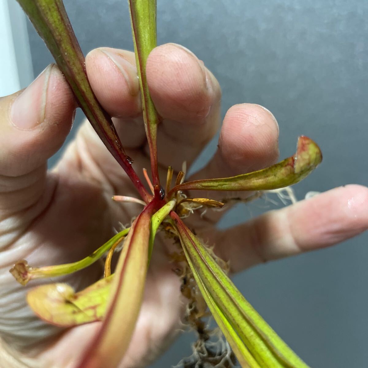 Sarracenia purpurea Dracula サラセニア プルプレア ドラキュラ 杉山神籠園 食虫植物 _画像7