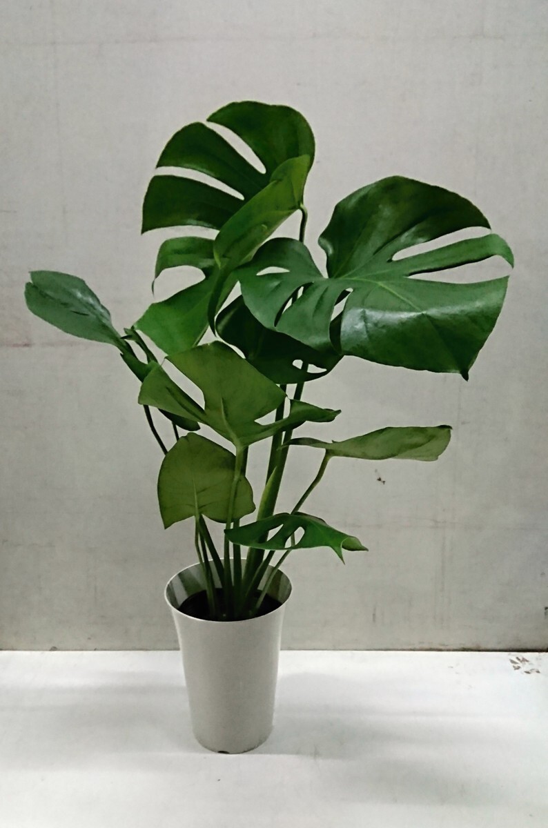  popular decorative plant firmly did monstera 6 number pot 