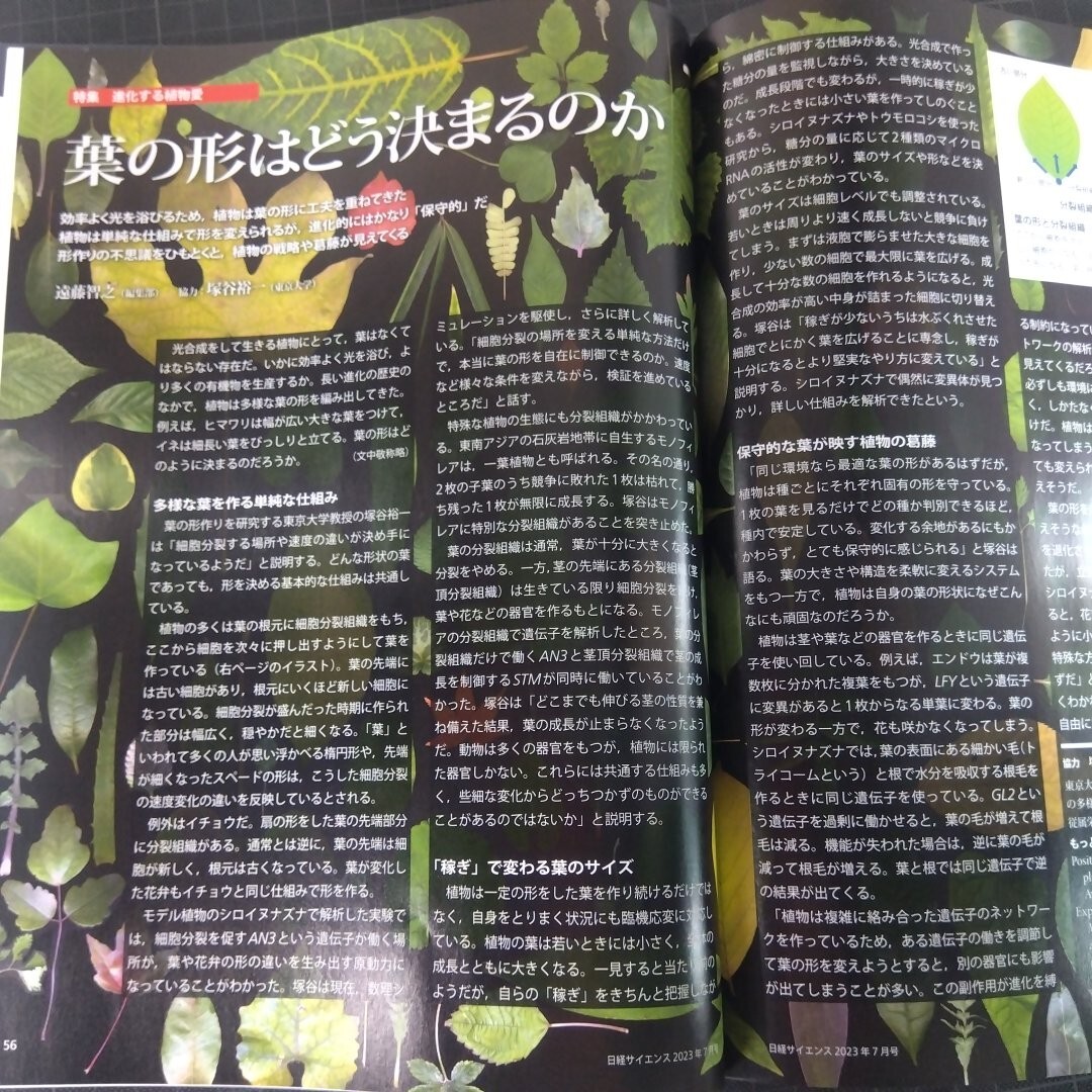 69781　日経サイエンス　2023年7月号　植物愛！　愛情の神経生物学_画像7