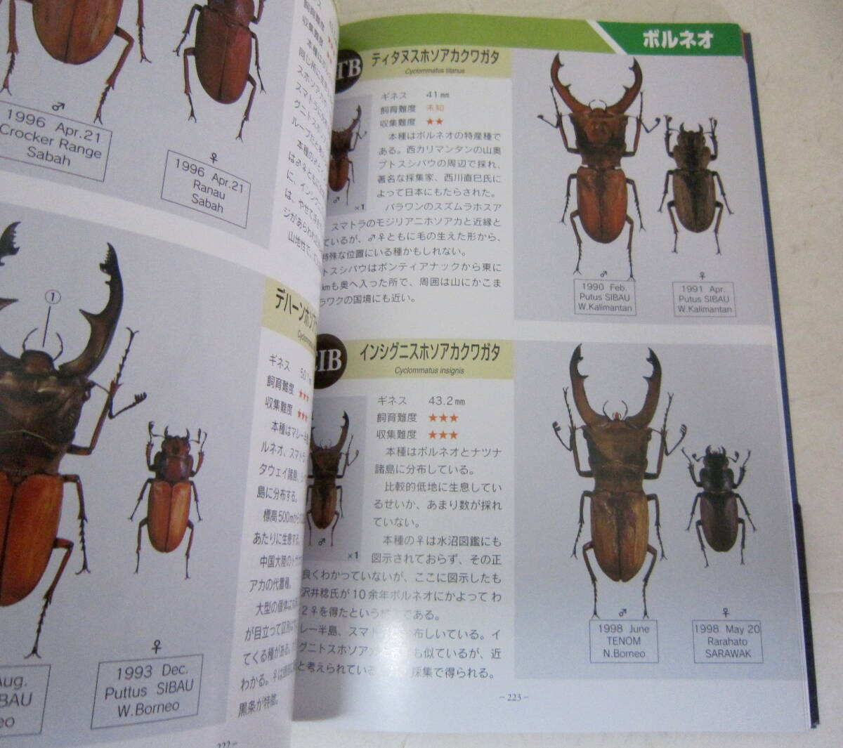  world. stag beetle G( Guinness ) illustrated reference book 409 kind stag beetle free shipping 