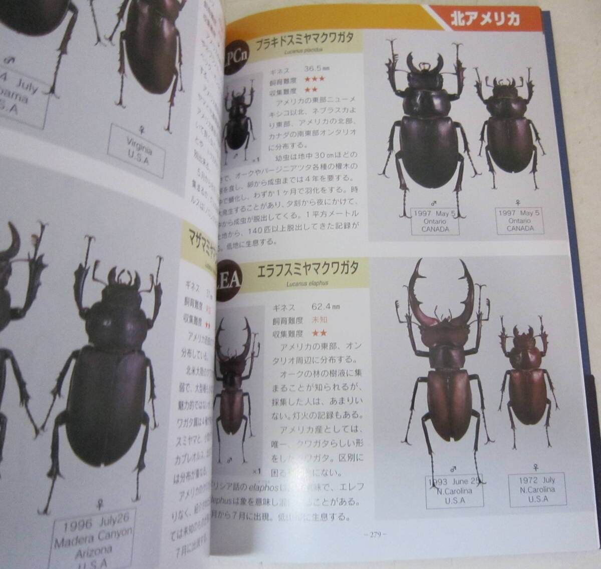  world. stag beetle G( Guinness ) illustrated reference book 409 kind stag beetle free shipping 