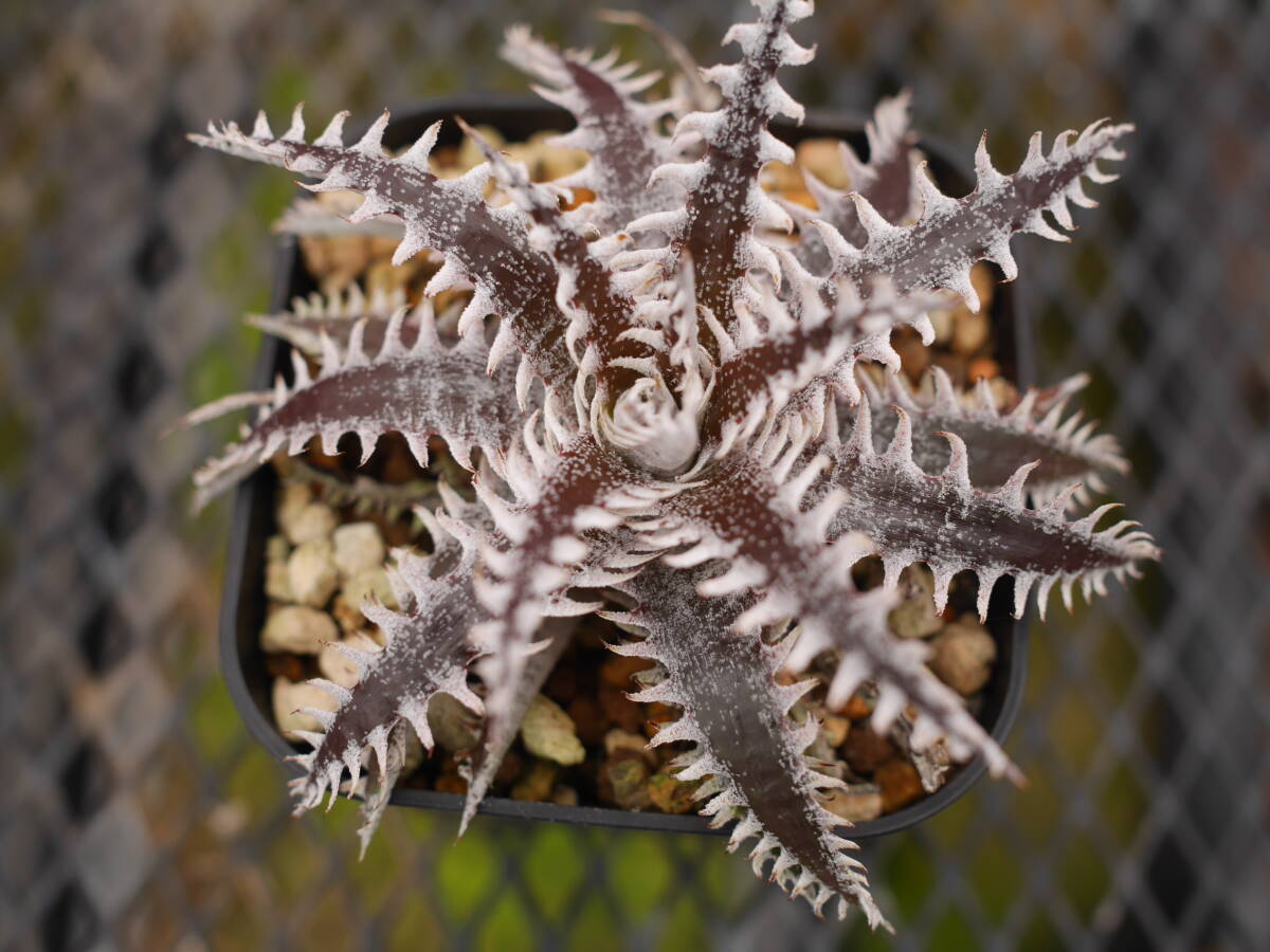 ディッキア オールスター　Dyckia 'All Star'_画像1