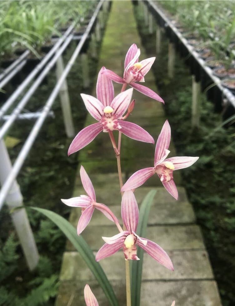 中国春蘭 (四季蘭) ｛市長紅｝ 2本立 新芽付き 葉長は約33cm ｛春蘭、寒蘭、万年青、日本春蘭、中国春蘭、中国蘭、山野草 富貴蘭 ｝_画像2