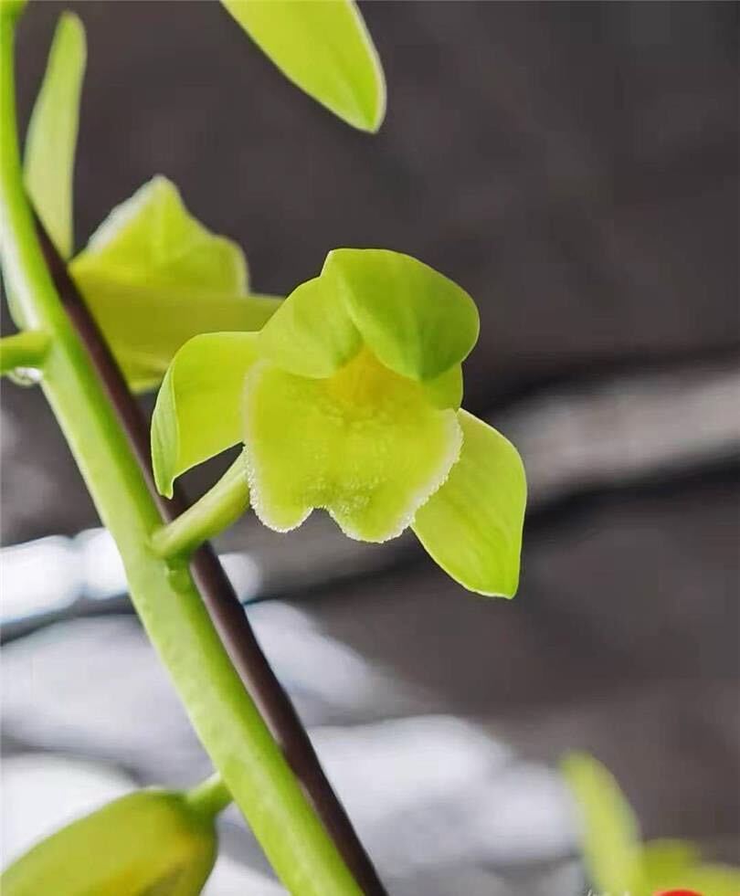 中国　一茎九華「秦嶺素」２本立ち 葉の長さ約61cm ｛春蘭、寒蘭、万年青、日本春蘭、中国春蘭、中国蘭、山野草 富貴蘭 ｝_画像2