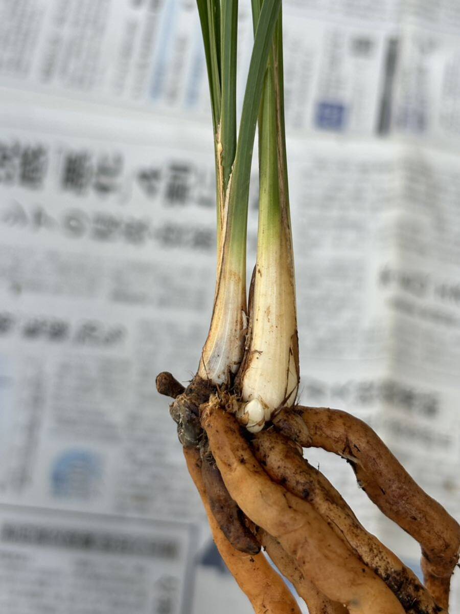 春蘭 ｛南国牡丹｝ 2本立 新芽付き 葉長は約47cm ｛春蘭、寒蘭、万年青、日本春蘭、中国春蘭、中国蘭、山野草 富貴蘭 ｝_画像8