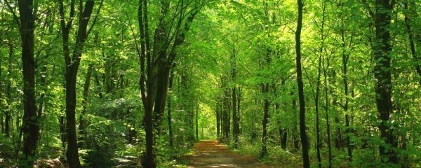 春のコレクション 森林 緑と黄葉のコントラスト 森林浴 102P1 はがせる