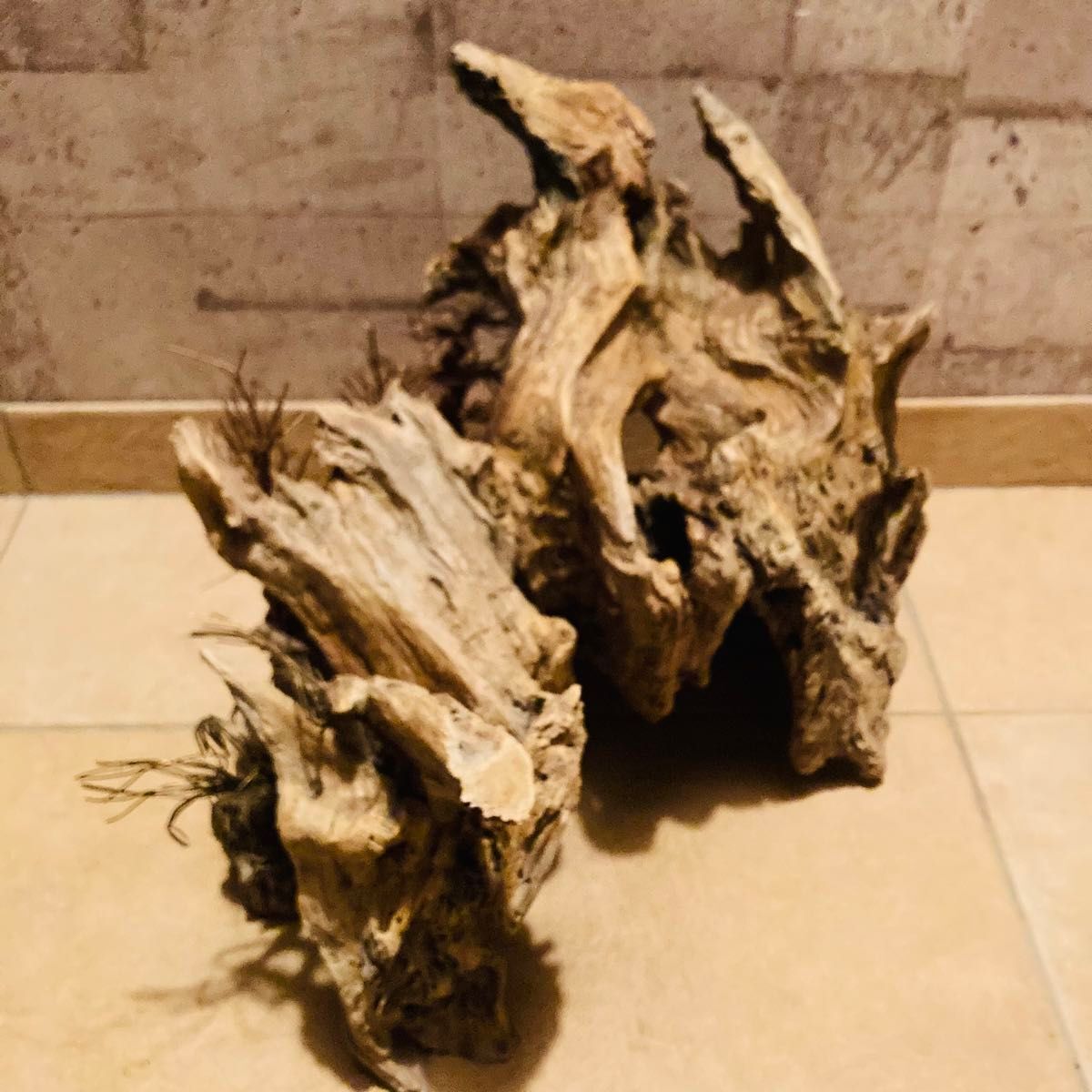  natural driftwood interior . tree wire tree reptiles .. house, living thing shell ta- natural collection terrarium aquarium 