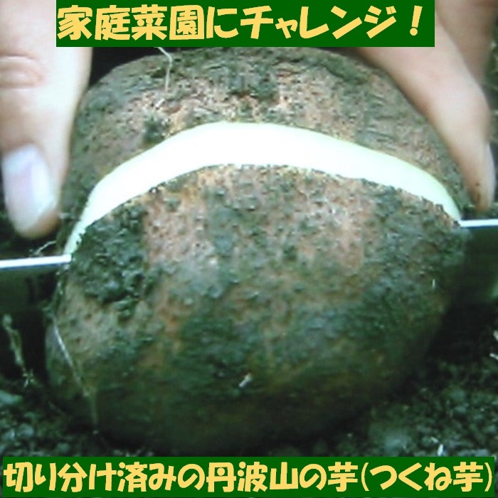 後は植えるだけ！ カット種芋 2キロ 丹波山の芋 つくね芋 送料無料 _画像3