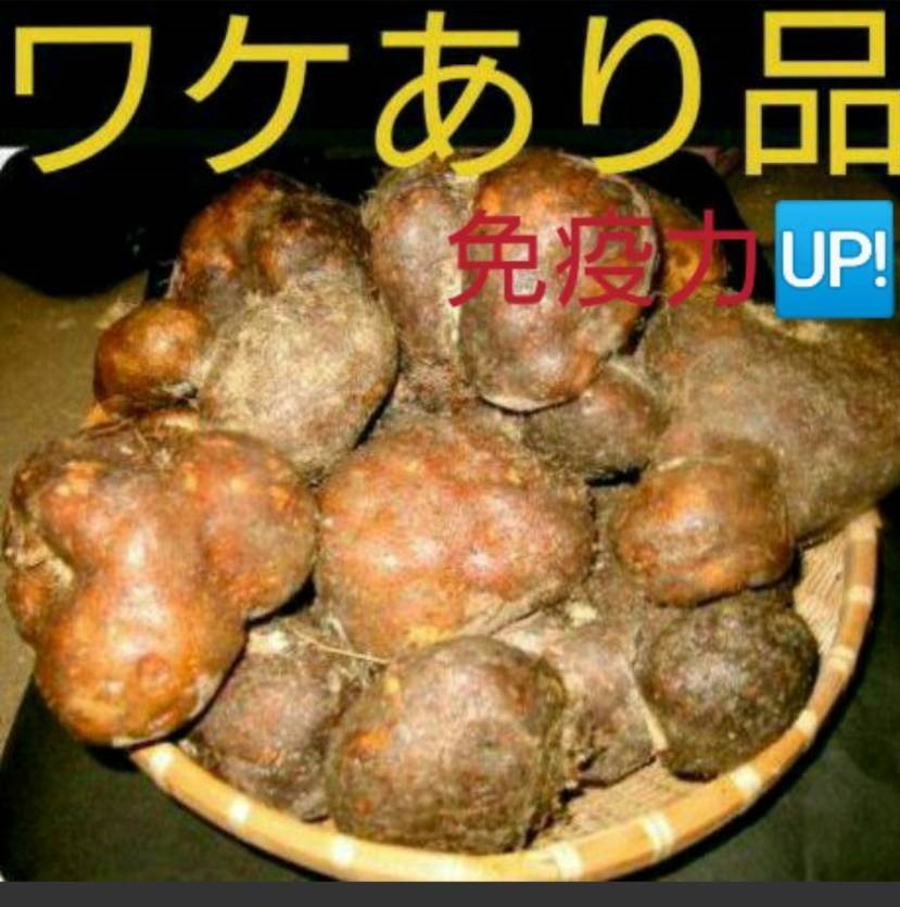 wa. equipped Tanba mountain. corm 1 kilo weak ..... recommendation increase amount division . free shipping 