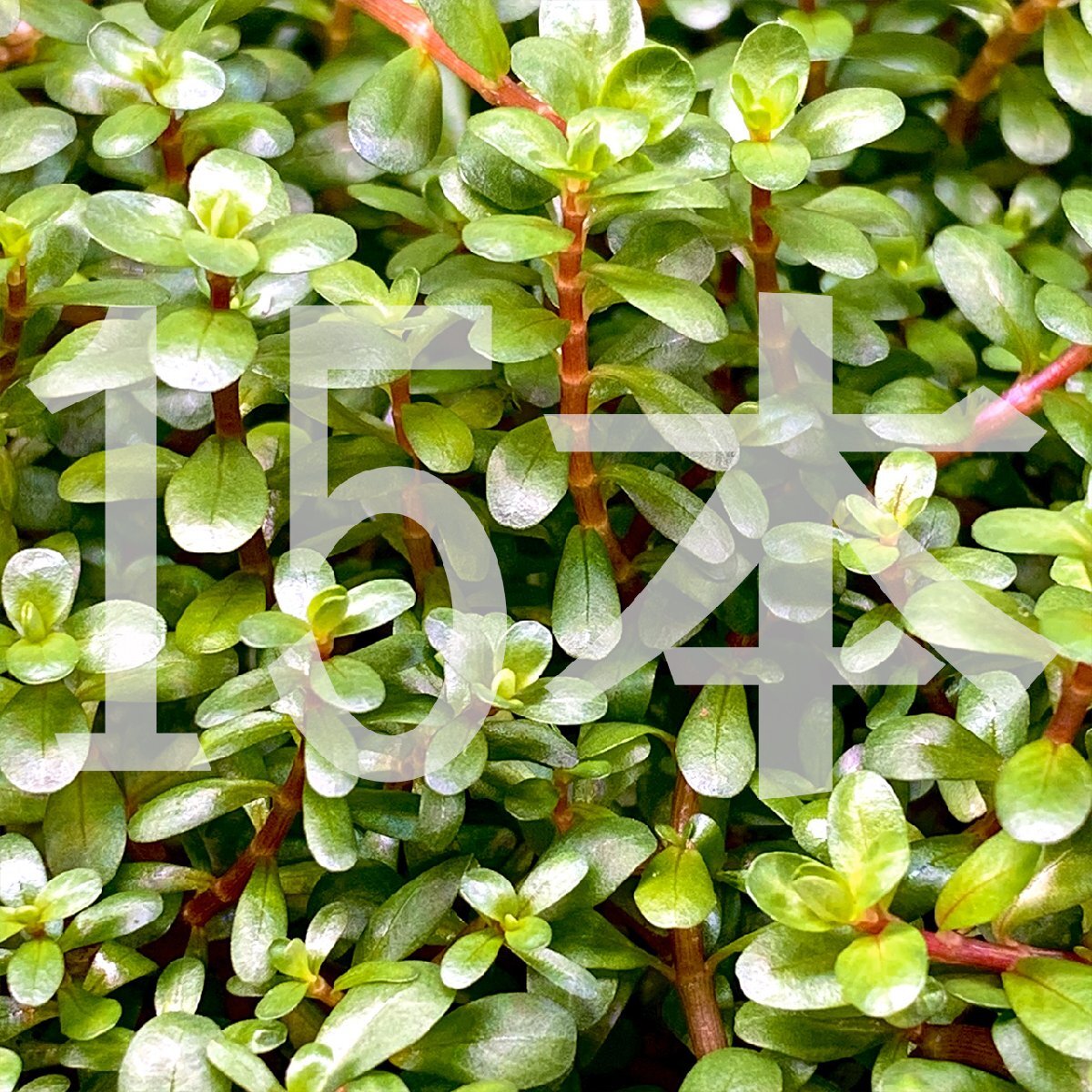  water plants water leaf less pesticide ro cod ro ton tifo rear Spy key 15ps.@ aquarium aquarium ro cod sp.