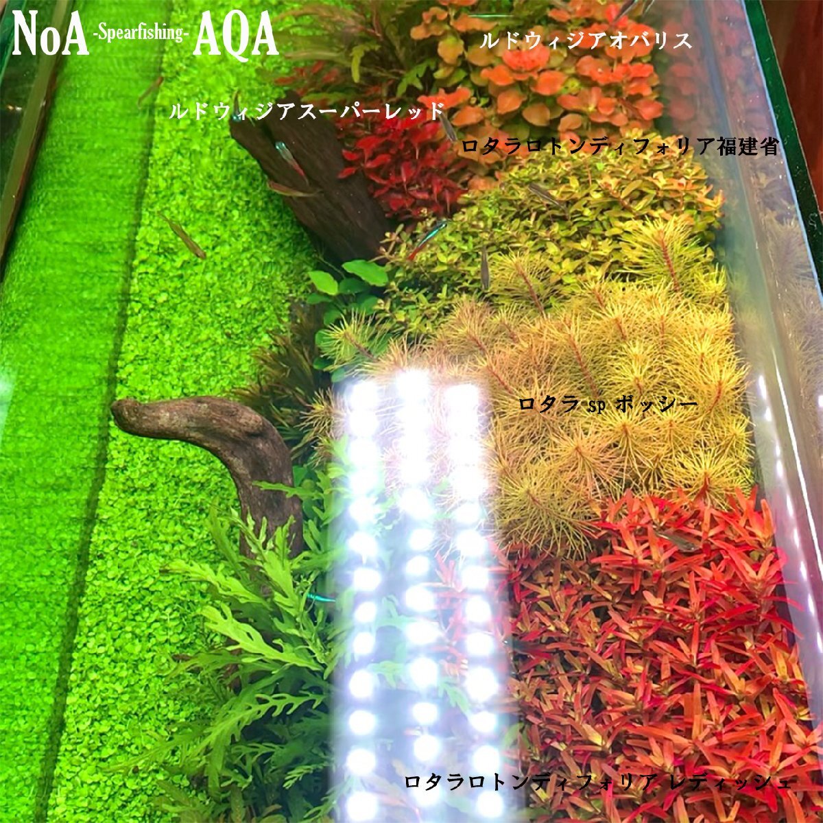  water plants underwater leaf less pesticide ro cod sp.bosi-5ps.@ aquarium aquarium ro cod Vietnam red ro cod wa Ricky long Gree f