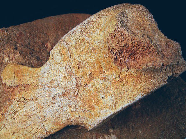 化石 プレシオサウルスの脊椎 首長竜 博物館級 標本 化石 鉱物 観賞石 銘石 原石 鉱石 中生代白亜紀 水石 インテリア オブジェの画像8