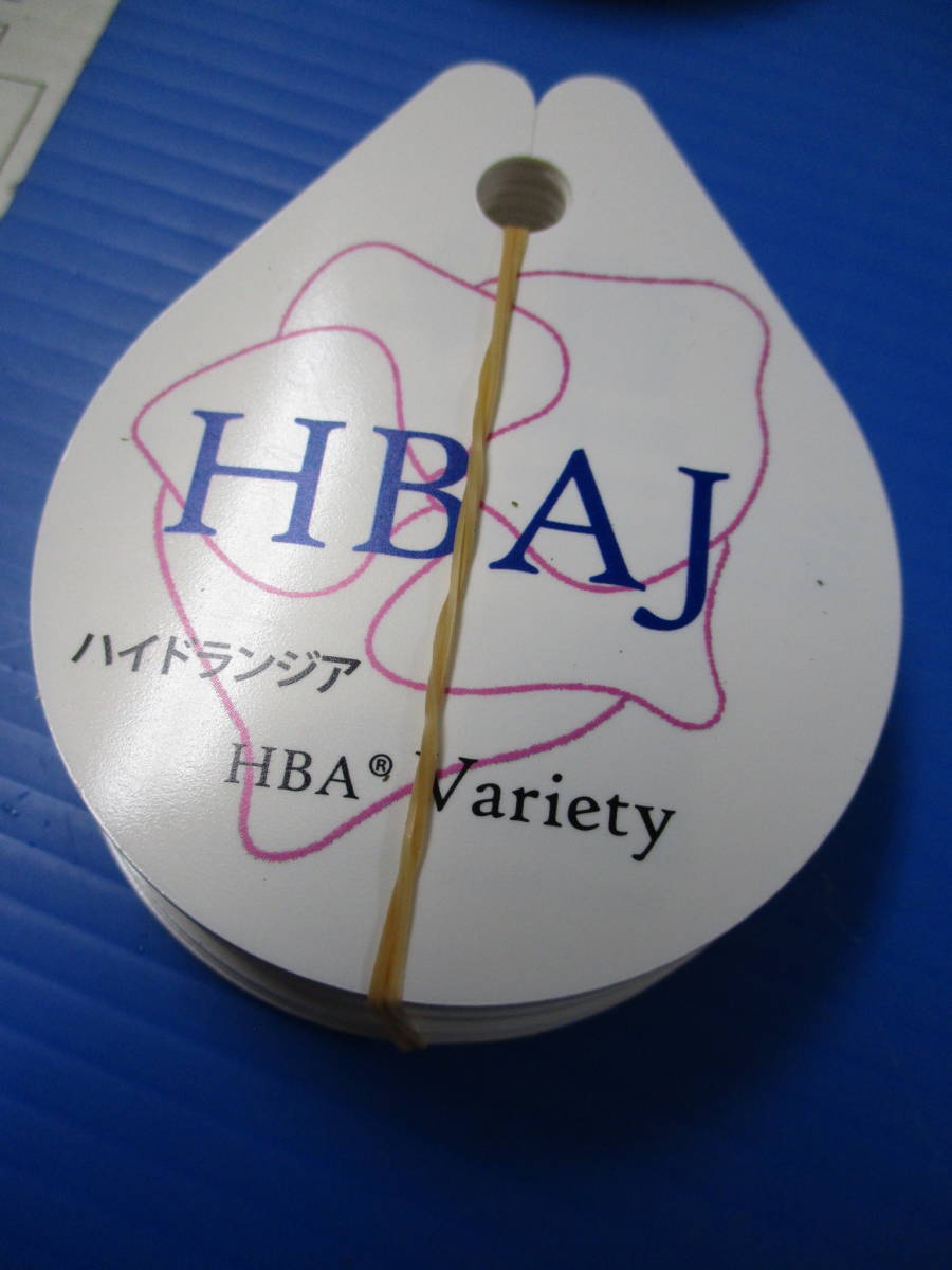 新芽大きくなってきましたHBA【新品種】　アジサイ【フロリア】５号植え_画像4