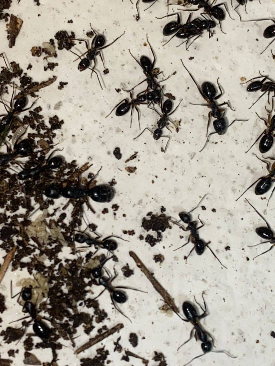 女王蟻　ミカドオオアリ女王蟻一匹と働き蟻三十匹以上のコロニー「女王蟻左後ろ足欠損ございます」_画像2