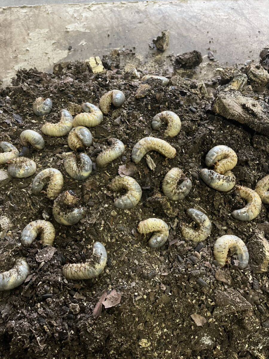 国産カブトムシの幼虫15匹の画像1