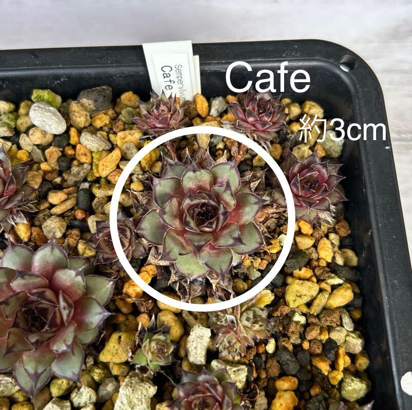 【Cafe】センペルビウム Sempervivum 多肉植物 _画像1