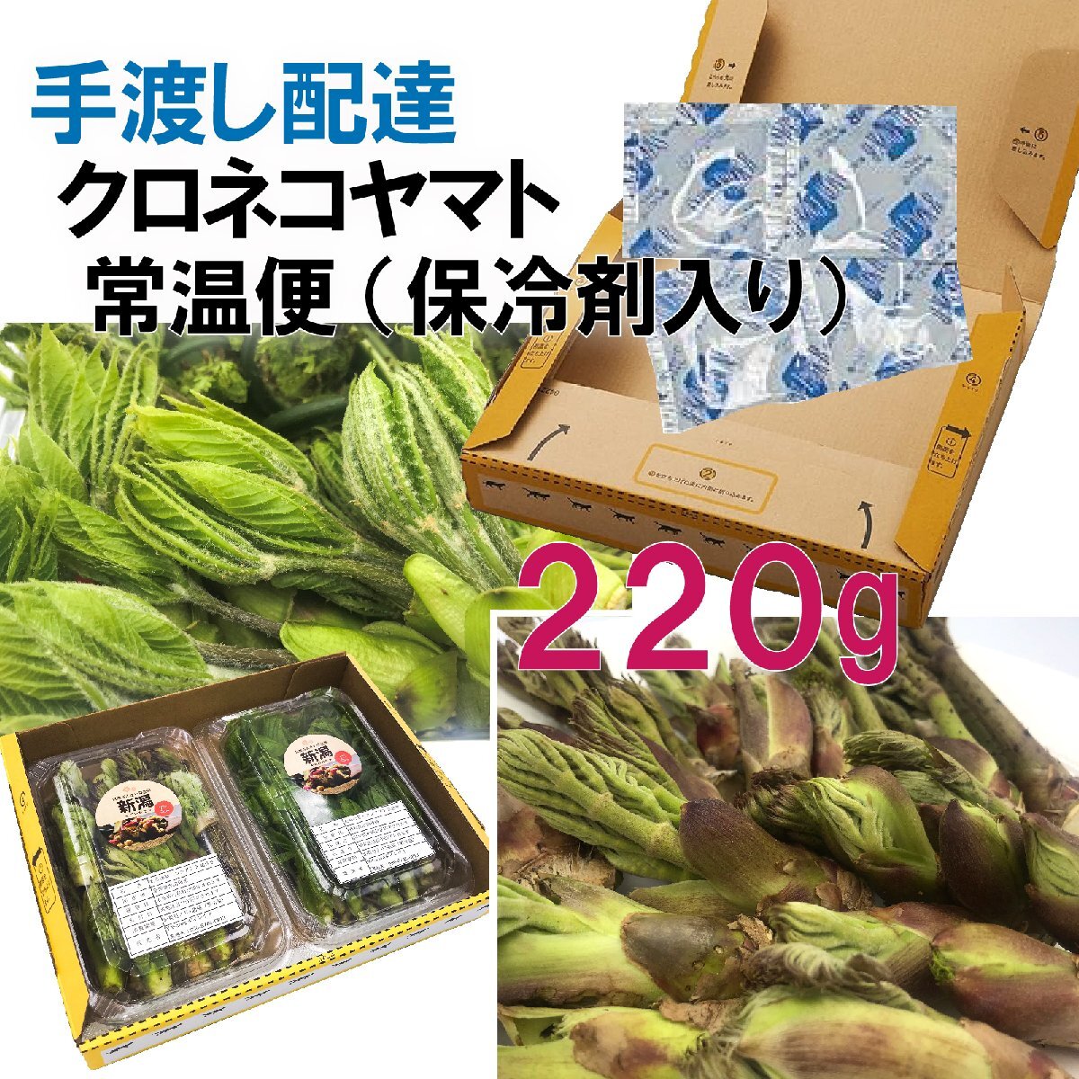 【早期予約に限り100円引】【保冷剤入り】【220g】［新潟魚沼産］山菜の王様「たらの芽」＆ 女王「コシアブラ」２種_画像1