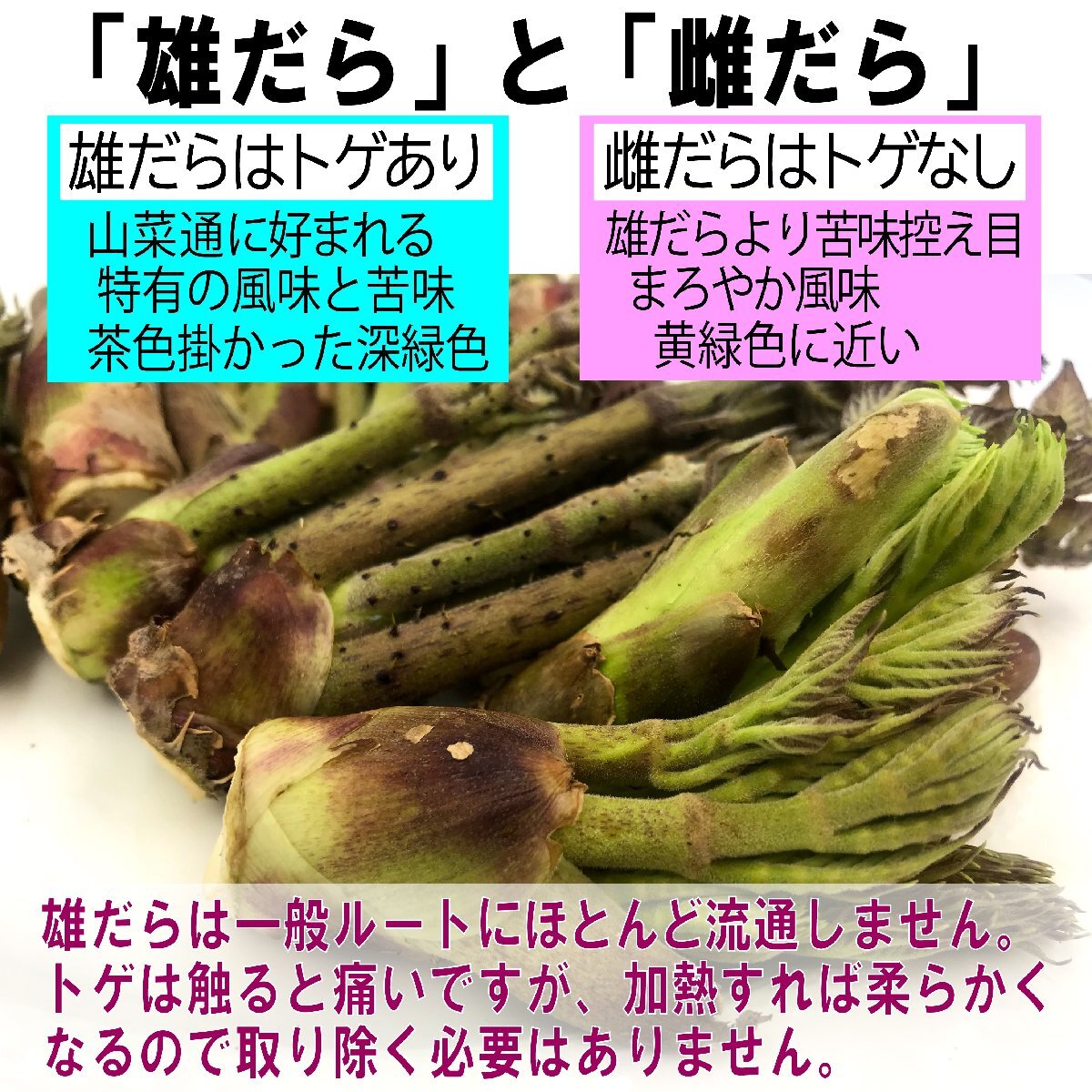 【早期予約割引】【保冷剤入り】[120g] [新潟魚沼産] 豪雪地帯の 天然 たらの芽 約120g 採りたて ～広がるほろ苦い春の香り_画像7