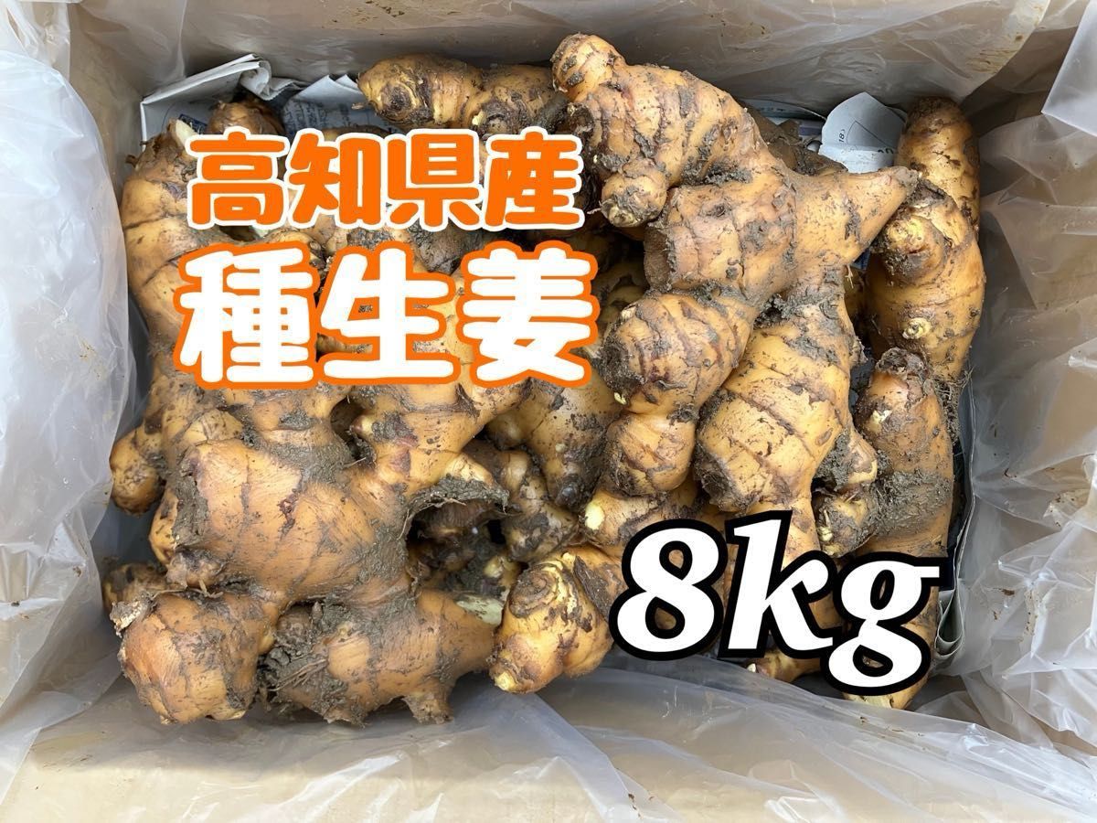 高知県産　種生姜　8kg