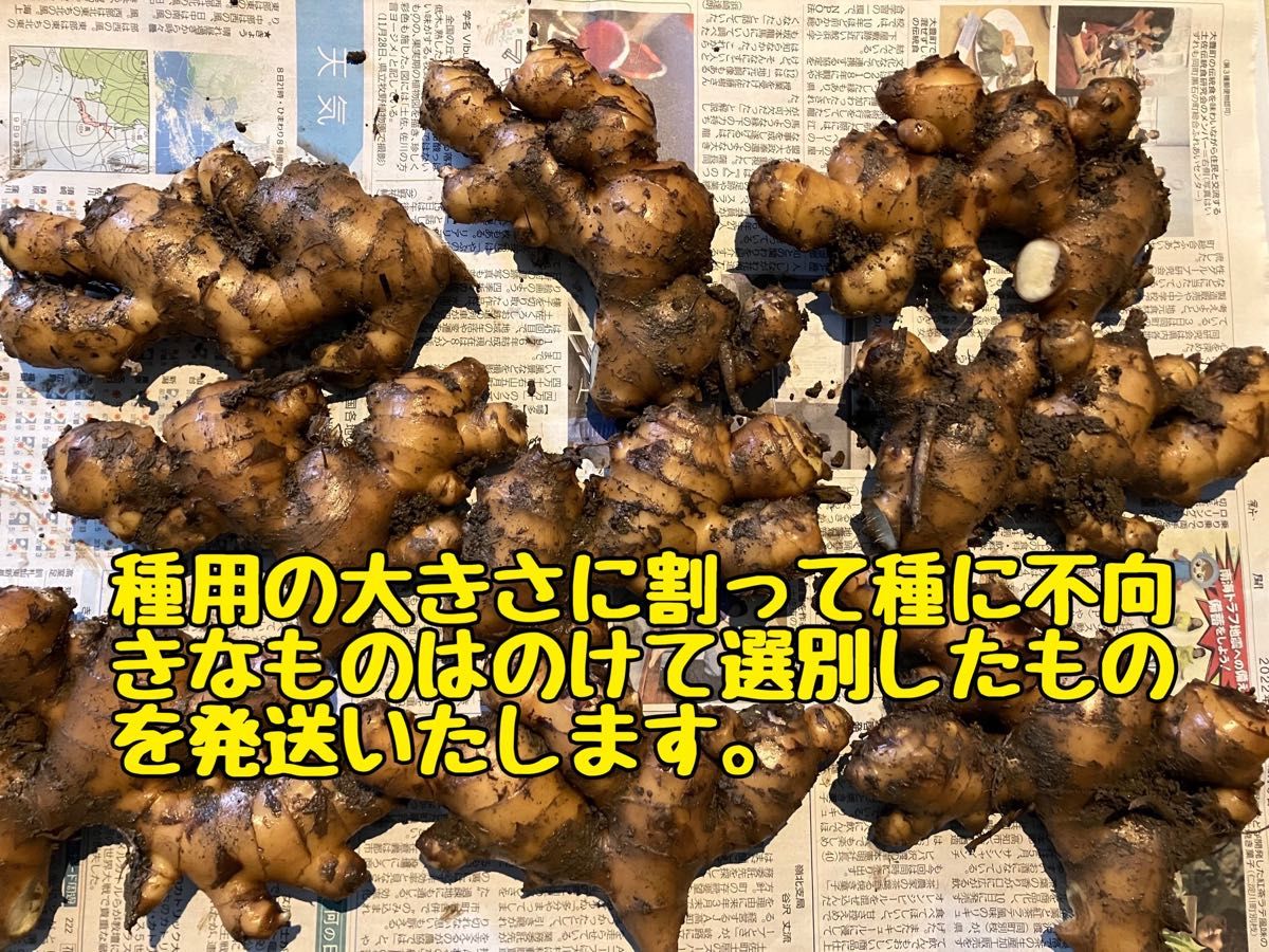 高知県産　種生姜　2kg 