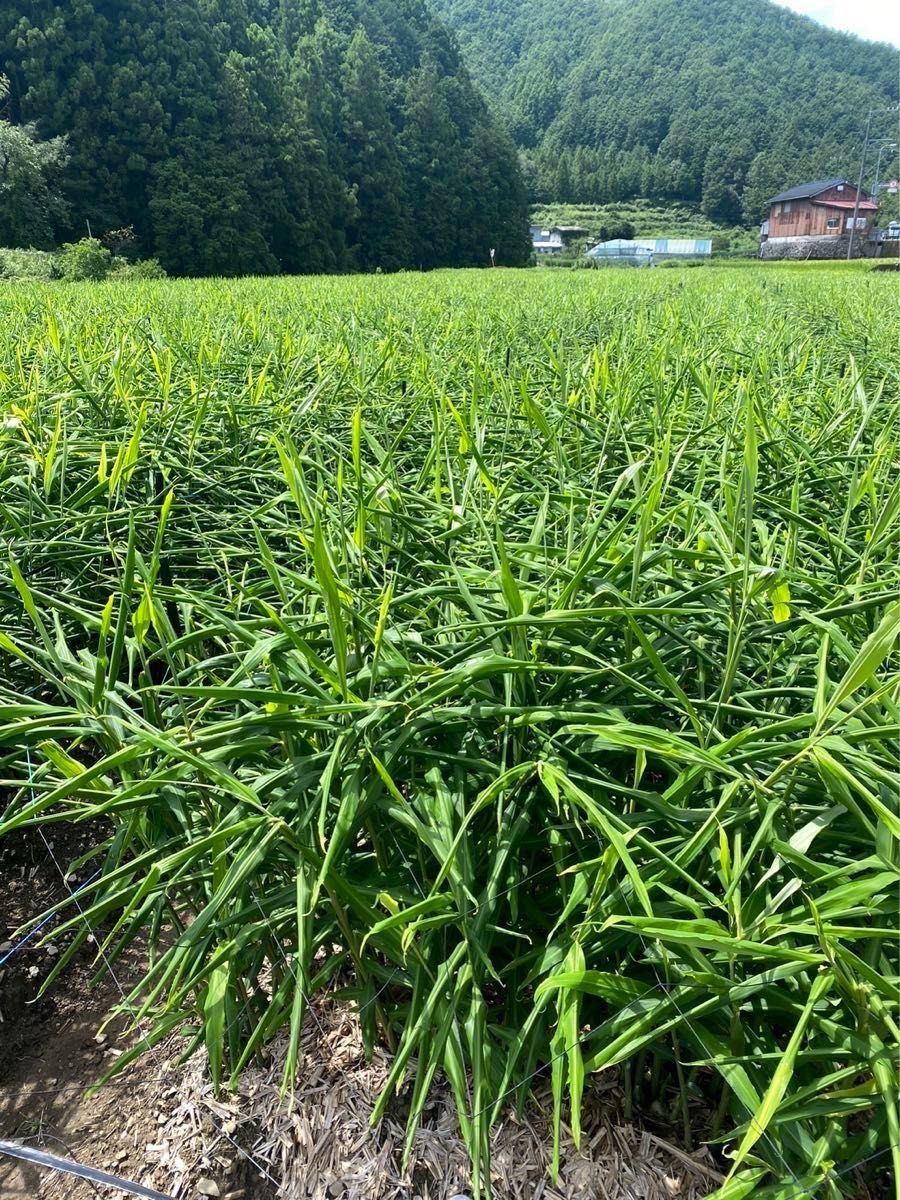 高知県産　種生姜　8kg