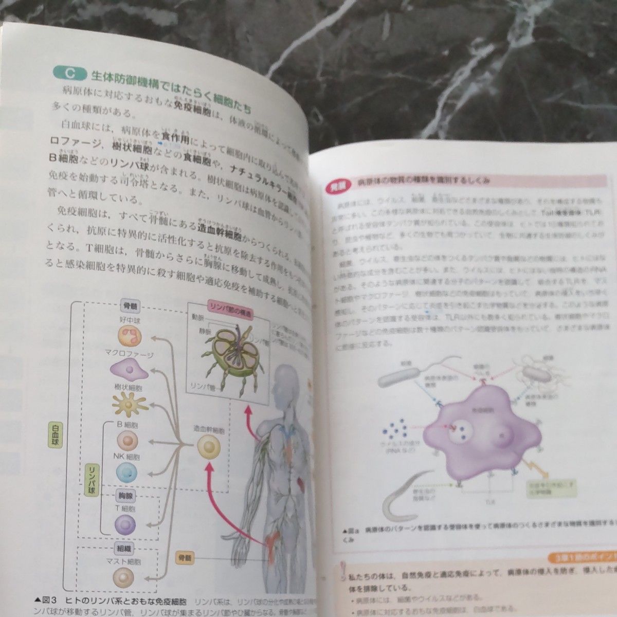 リードα生物基礎　リードlight化学基礎　解答つき　　　　　　　東京書籍教科書