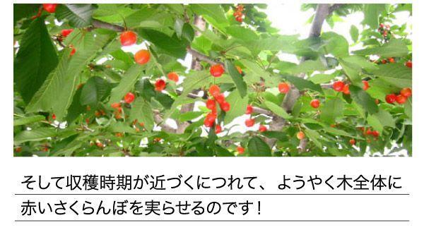 5個出品 ご予約 訳あり 色薄 山形県産 さくらんぼ 佐藤錦 サイズ 不定 1kg 産地直送 6月末から順次出荷 さんきん1円_画像4