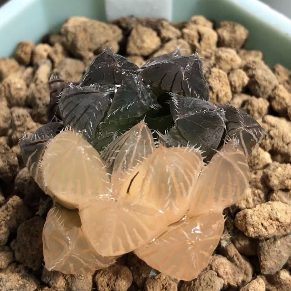 多肉植物 ハオルチア オブツーサ錦 秋祭り 希少品 糊斑の画像1