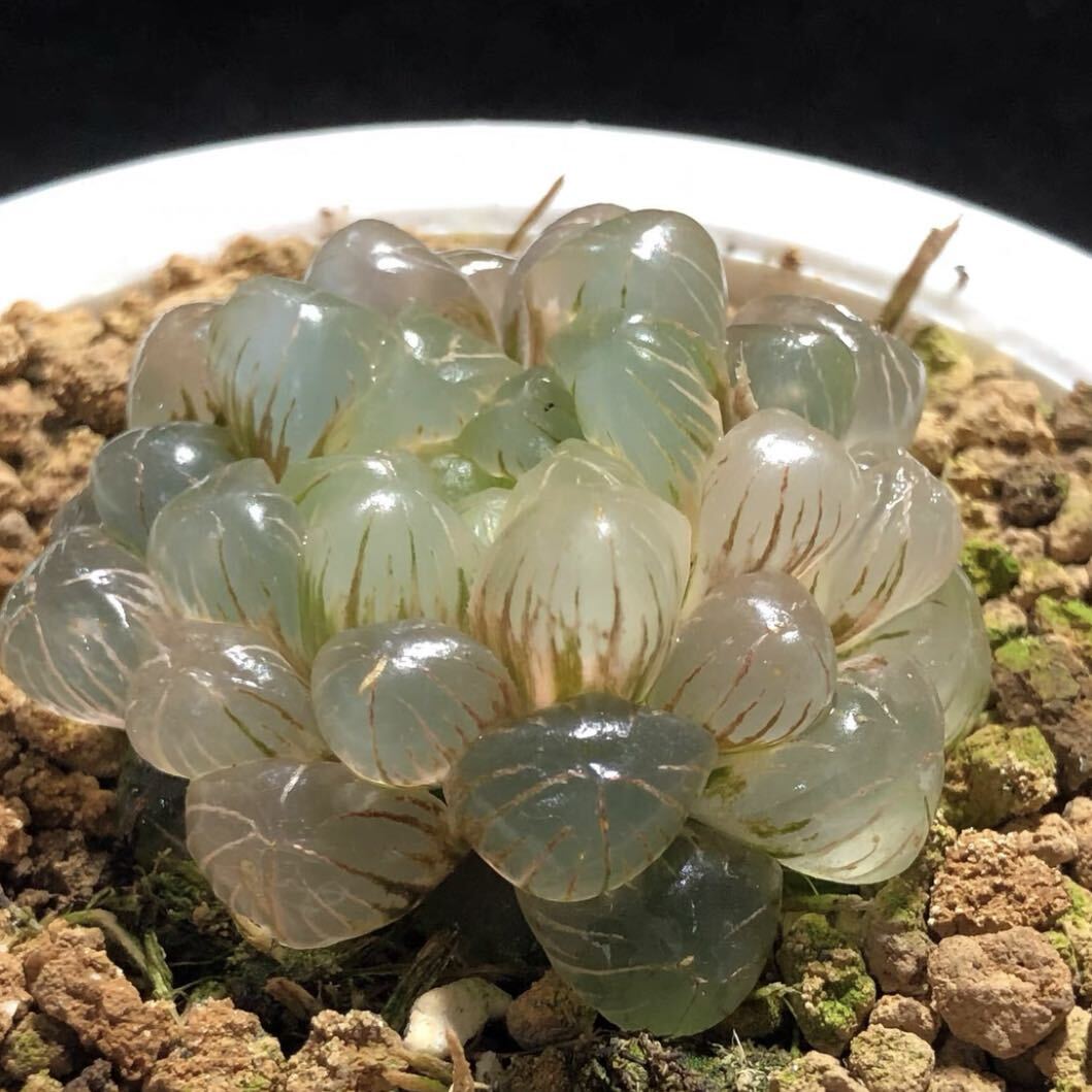 多肉植物 ハオルチア ハオルシア 奈良姫オブツーサ錦 超美品 多肉植物 ハオルチア ハオルシア 奈良姫オブツーサ錦 超美品