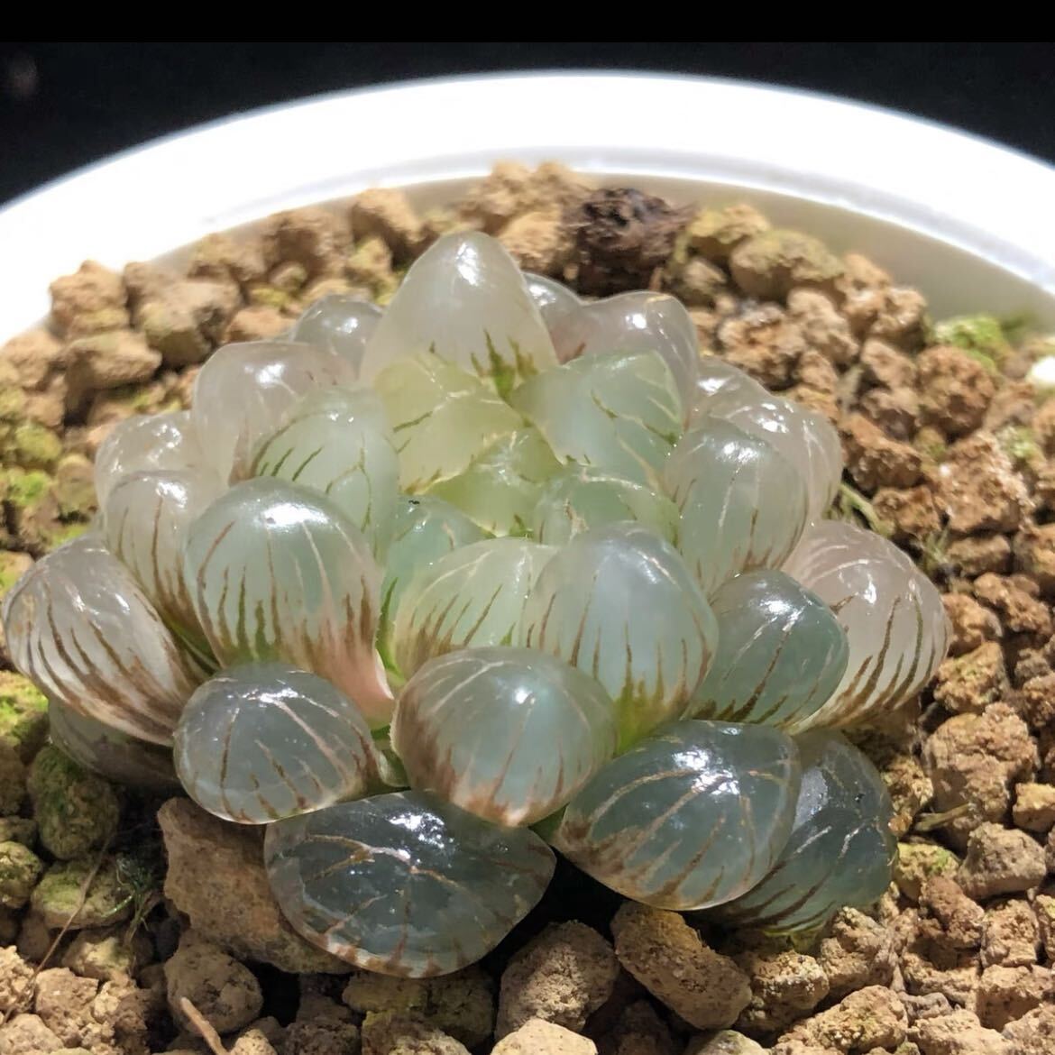 多肉植物 ハオルチア ハオルシア 奈良姫オブツーサ錦 超美品 多肉植物 ハオルチア ハオルシア 奈良姫オブツーサ錦 超美品