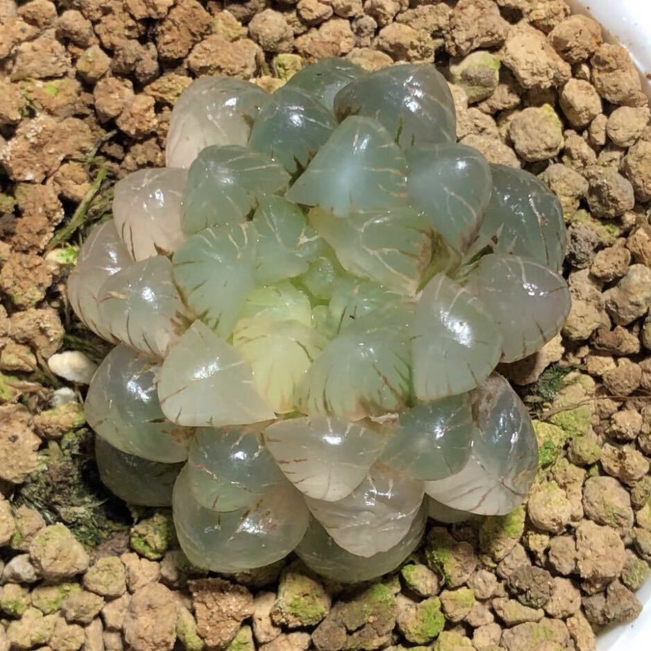 多肉植物 ハオルチア ハオルシア 奈良姫オブツーサ錦 超美品 多肉植物 ハオルチア ハオルシア 奈良姫オブツーサ錦 超美品