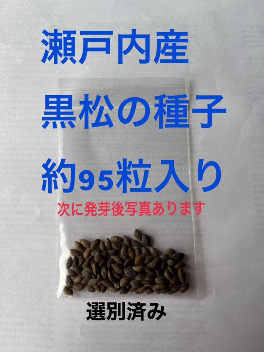 黒松の種(種子)兵庫瀬戸内地方産　約95個１袋　その11_画像1