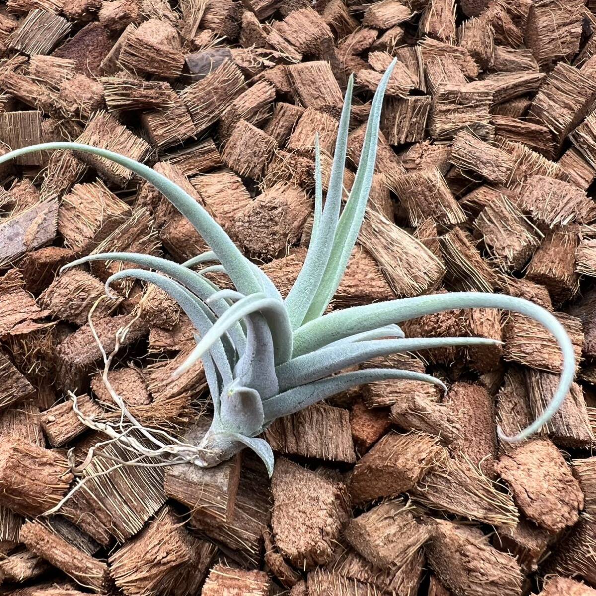 Tillandsia streptocarpa 'Fat Boy' チランジア ストレプトカルパ ‘ファットボーイ’ ティランジア_画像5