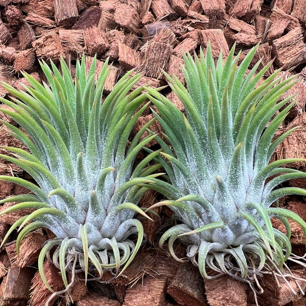 Tillandsia ionantha 'Ron' 選抜株 栄養繁殖株 チランジア イオナンタ ‘ロン’ ティランジア レインフォレスト由来_画像1