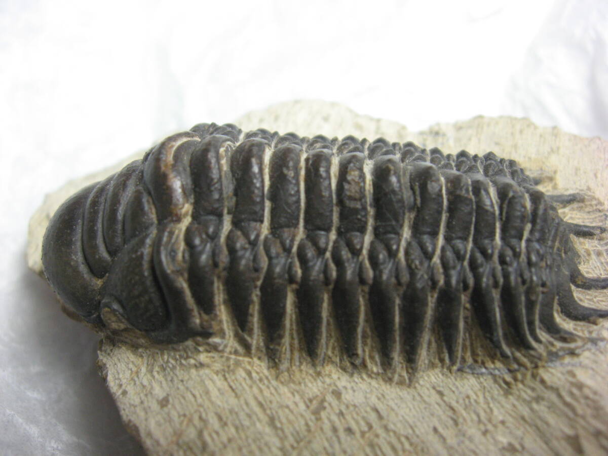 化石　三葉虫　Crotalocephalus Gibbus　モロッコ産　体長55mm_画像6